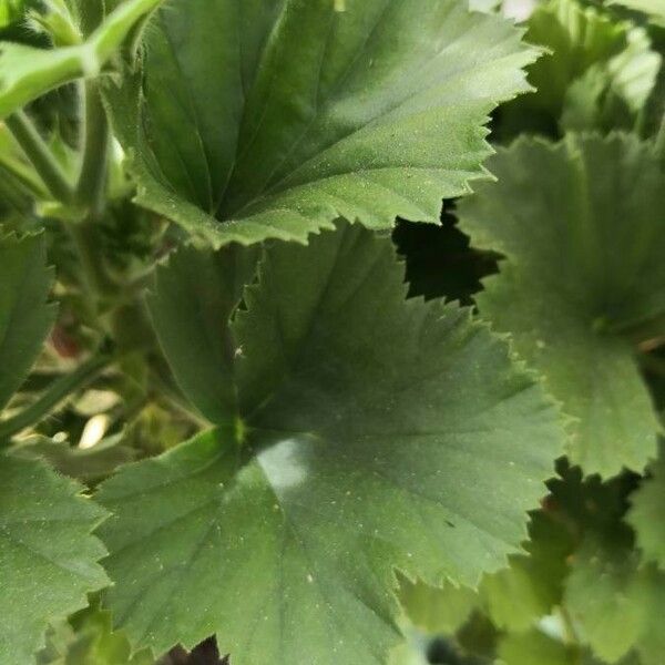 Pelargonium × hybridum Leaf