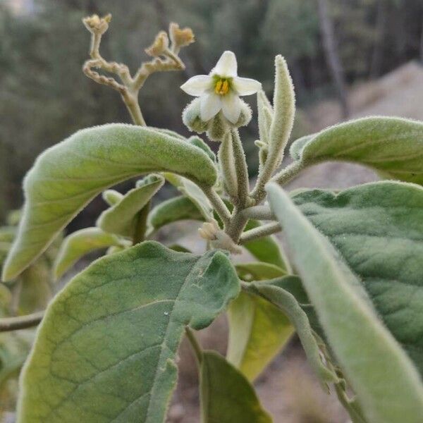 Solanum erianthum Blüte