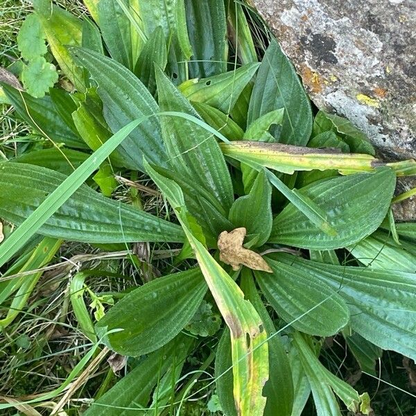 Plantago lanceolata Levél