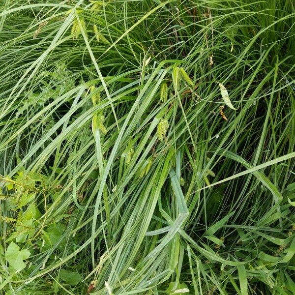 Carex pseudocyperus Облик