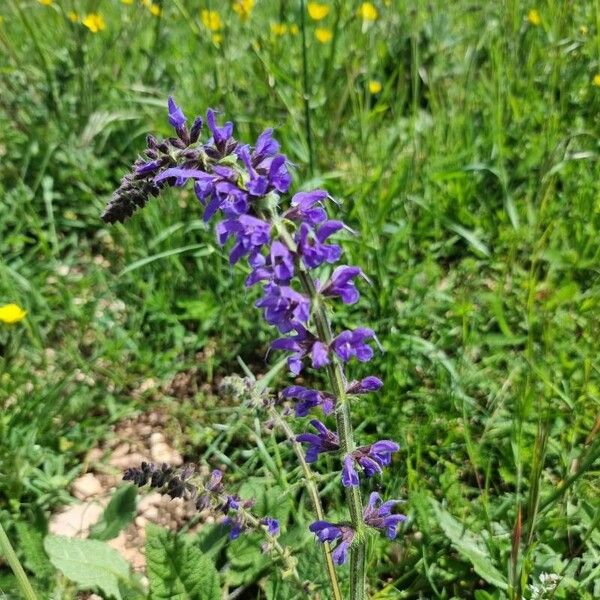 Salvia × sylvestris Fiore