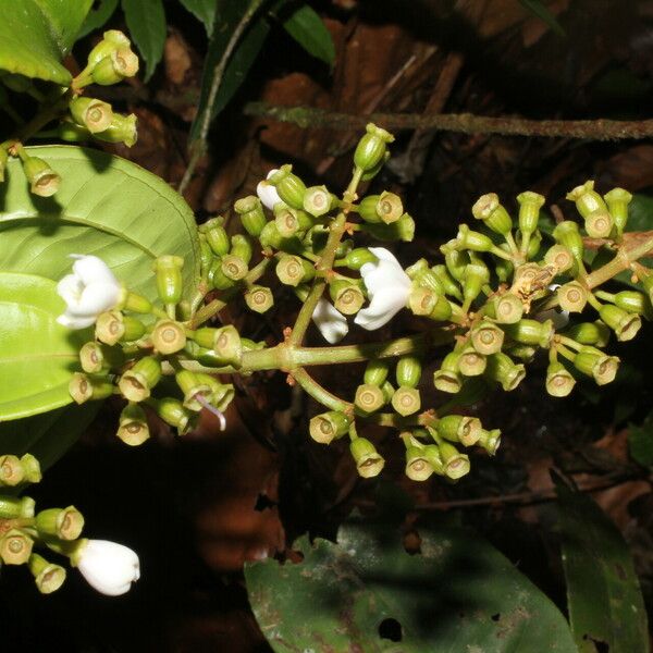 Adelobotrys adscendens Flower