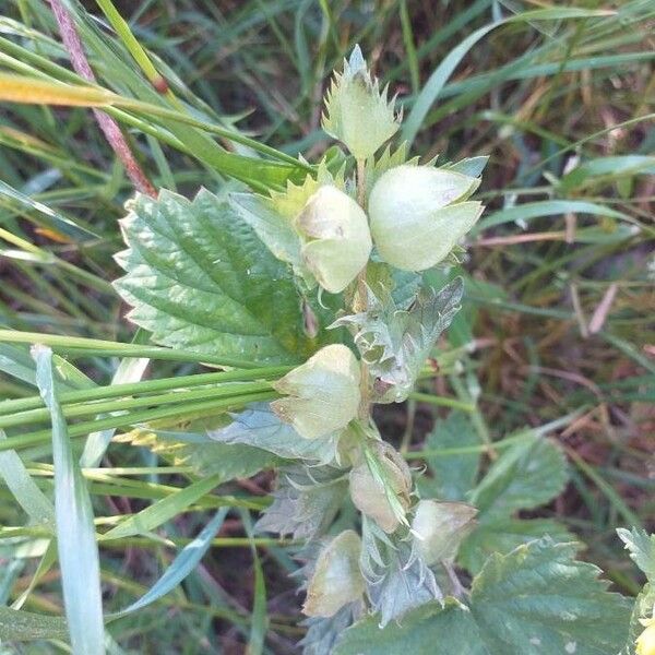 Rhinanthus alectorolophus Frugt