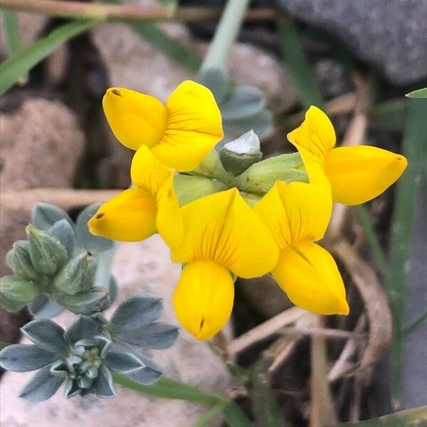 Lotus creticus Flower