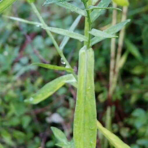 Symphyotrichum novi-belgii Leaf