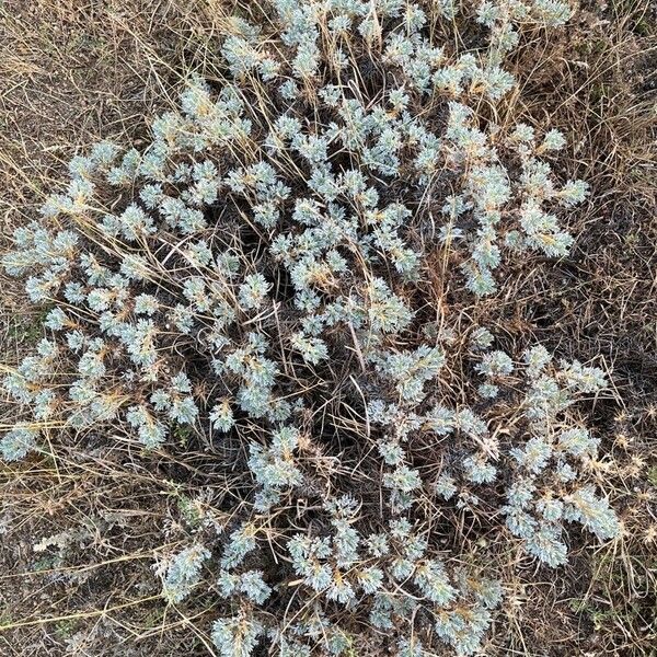 Artemisia frigida Лист