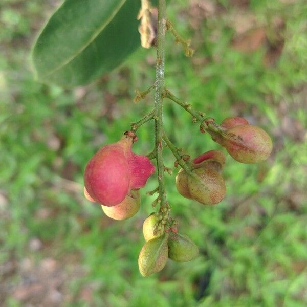 Guioa pleuropteris 果