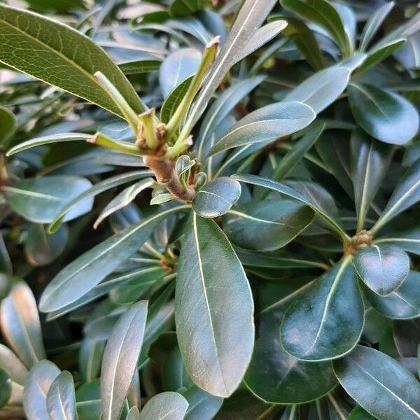 Pittosporum tobira Leaf