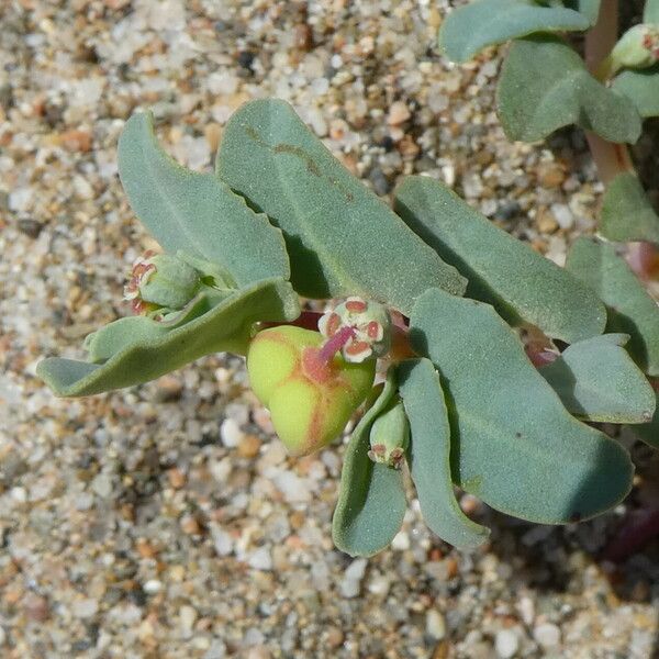 Euphorbia peplis Fiore