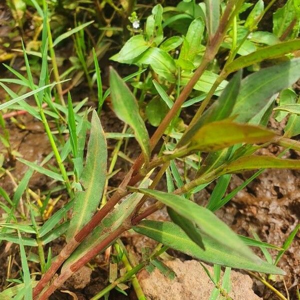 Persicaria strigosa Blad