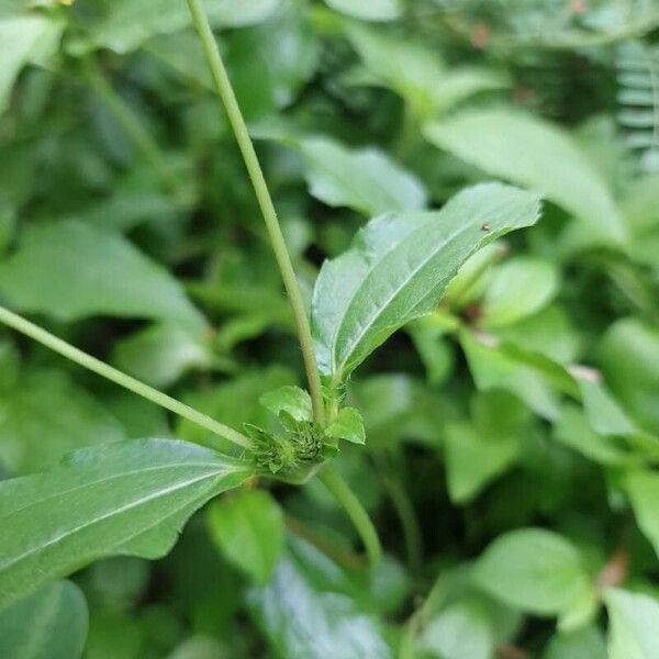 Synedrella nodiflora Плод