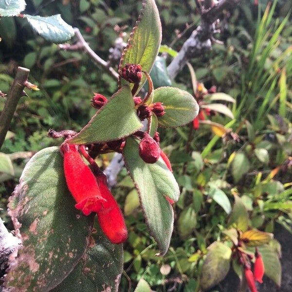 Kohleria hirsuta Flower