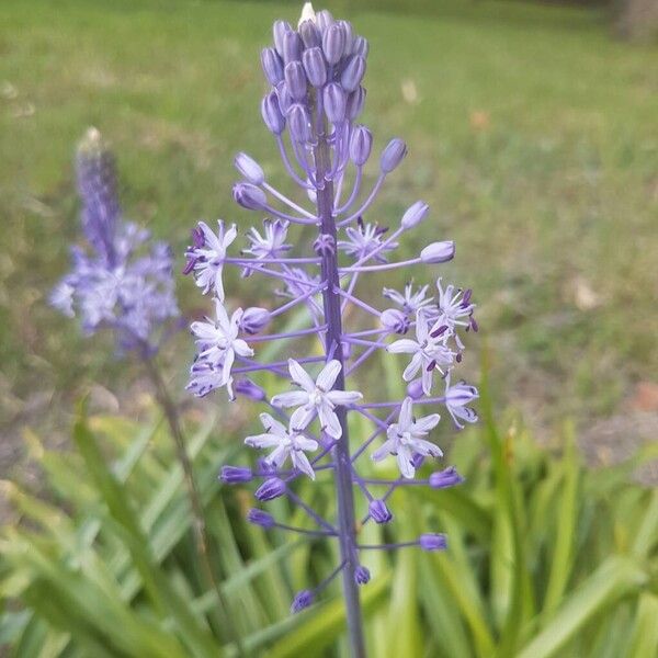 Nectaroscilla hyacinthoides Blomst