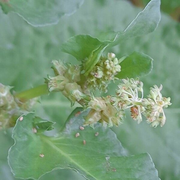 Rumex spinosus Flor