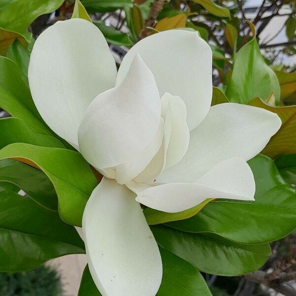 Magnolia grandiflora Кветка