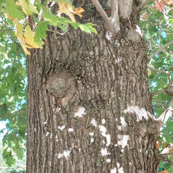 Quercus rubra Bark