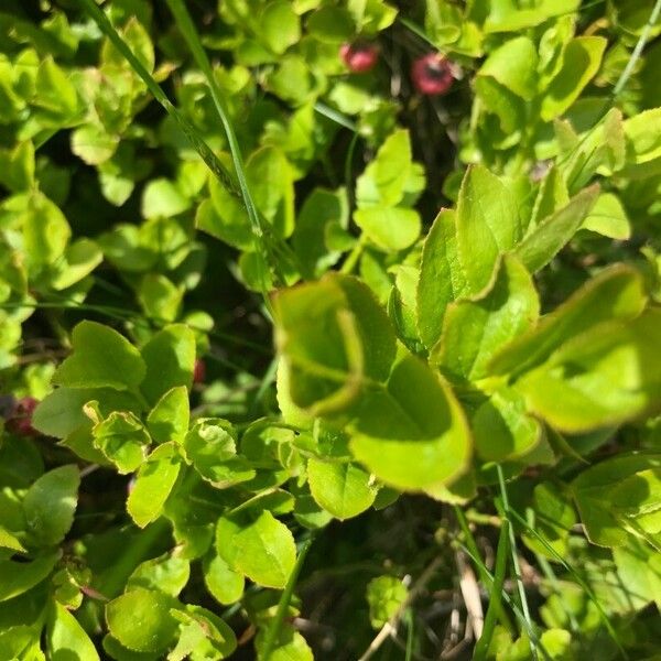 Vaccinium vitis-idaea Hoja