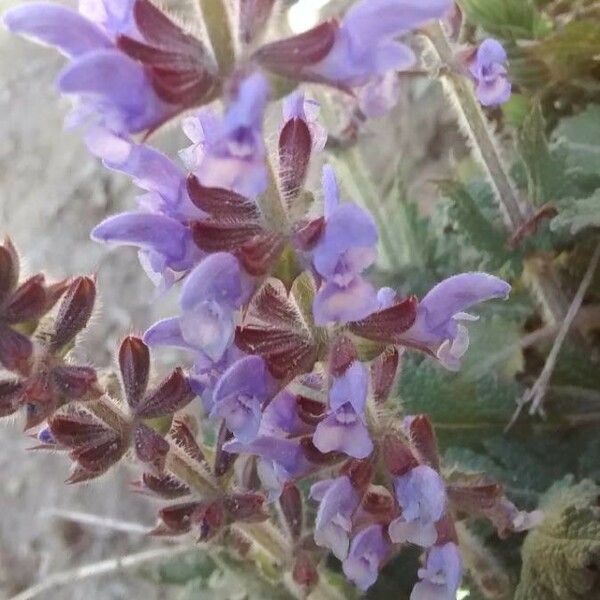 Salvia verbenaca പുഷ്പം