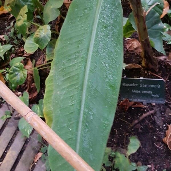 Musa ornata Leaf