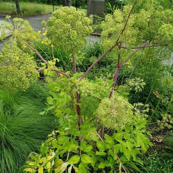 Angelica archangelica Natur