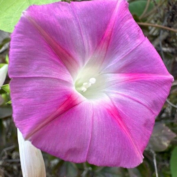 Ipomoea tricolor 花