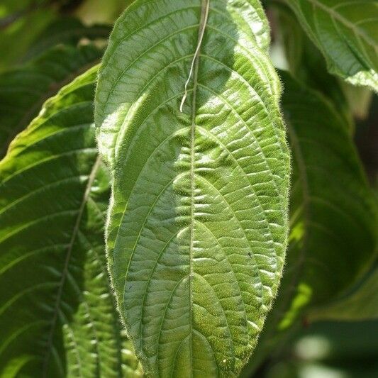 Aphelandra sinclairiana Lehti