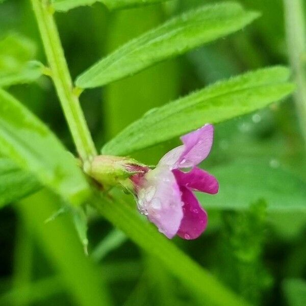 Vicia lathyroides Flower