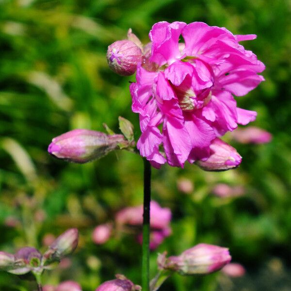 Viscaria vulgaris Flor