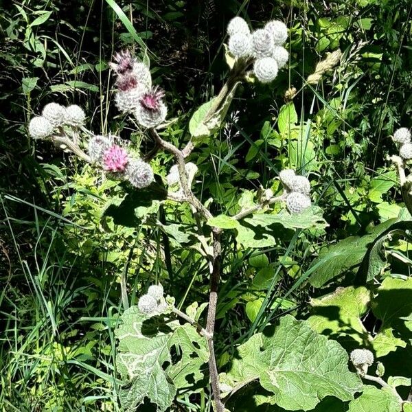 Arctium tomentosum Vivejo