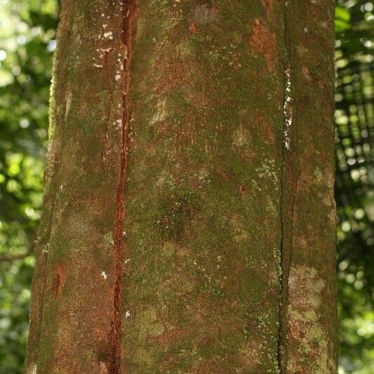 Virola sebifera Bark