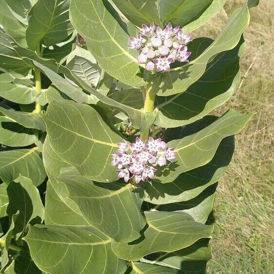 Calotropis procera Flower