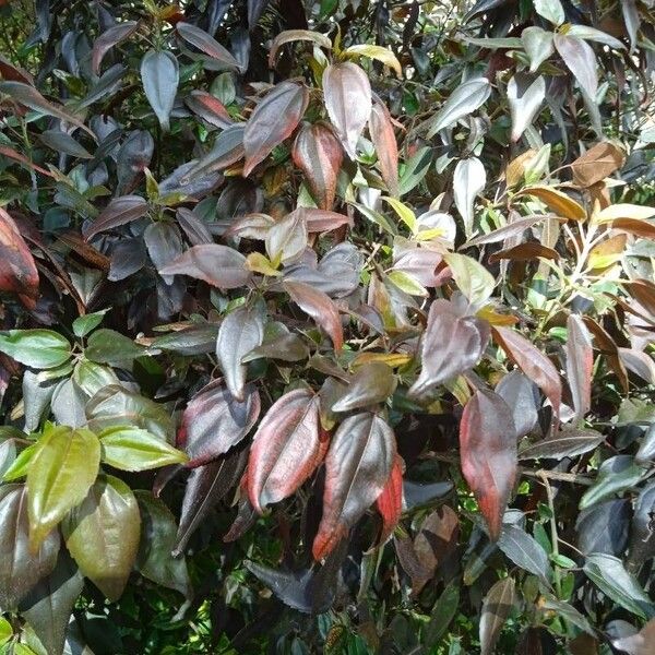 Acalypha wilkesiana Leaf