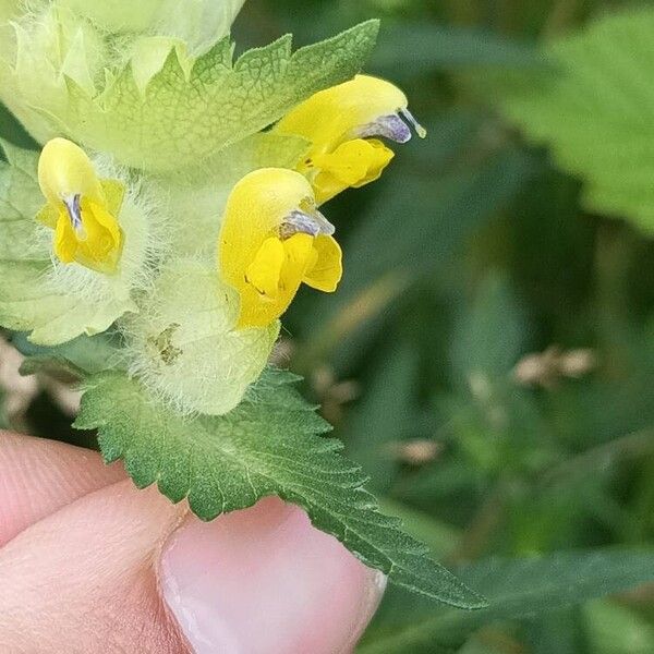 Rhinanthus alectorolophus Floare