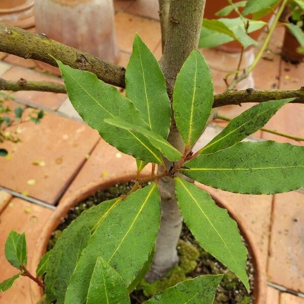 Laurus nobilis Leaf