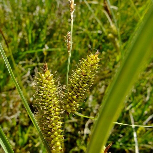 Carex rostrata Other