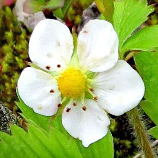 Fragaria vesca Flor