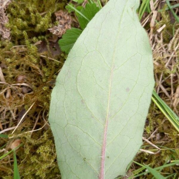 Hieracium murorum 葉