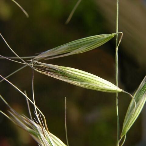 Avena strigosa Habitus