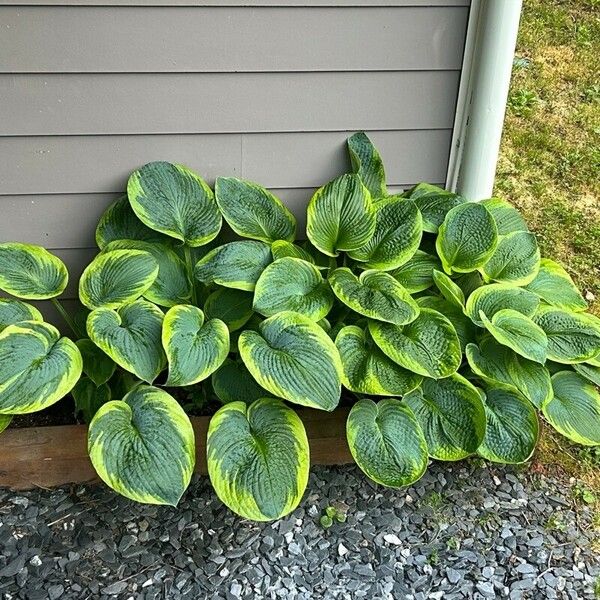 Hosta plantaginea Yaprak