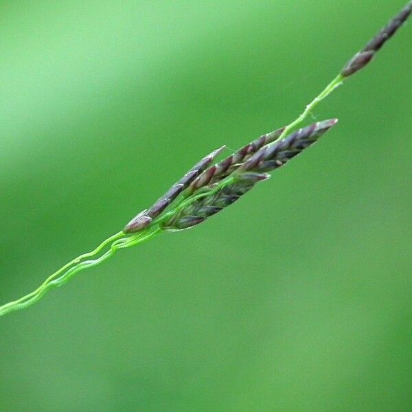 Eragrostis pilosa പുഷ്പം