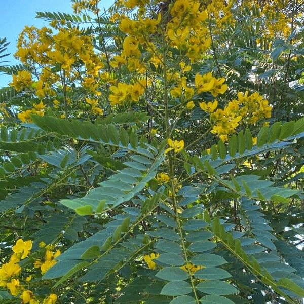 Senna spectabilis Flower