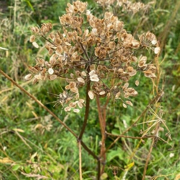 Thapsia garganica Habit