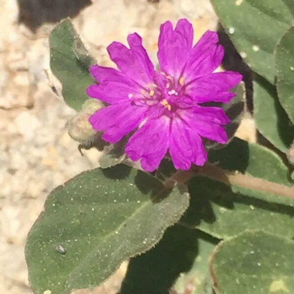 Allionia incarnata Flower