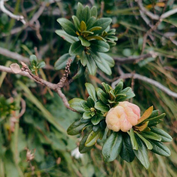 Rhododendron ferrugineum Blüte