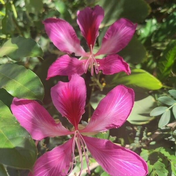 Bauhinia purpurea ফুল