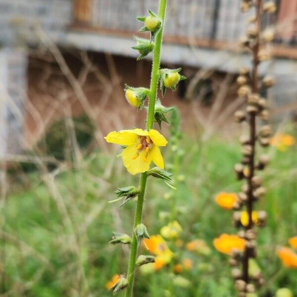 Verbascum virgatum Λουλούδι