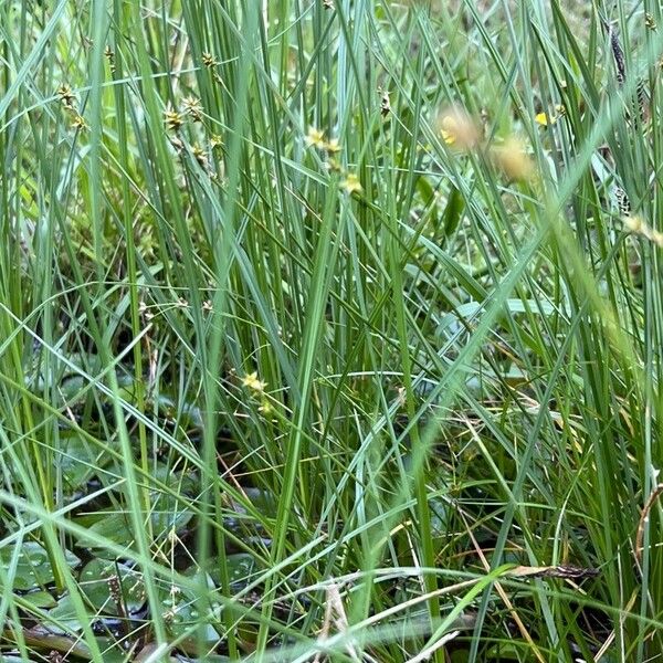 Carex echinata Staniste