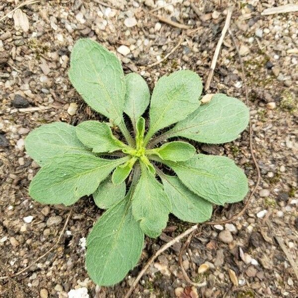 Echium plantagineum 葉