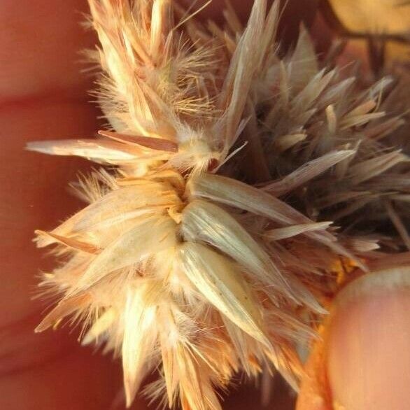 Cymbopogon schoenanthus Flower
