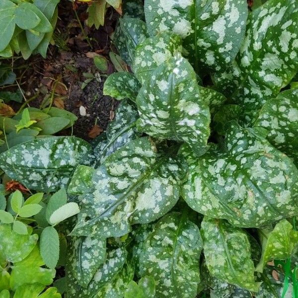 Pulmonaria saccharata برگ